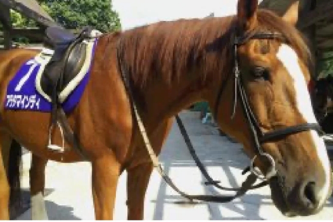 乗馬レッスン1ヶ月コース