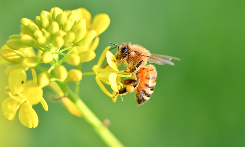 セイヨウミツバチ